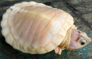Tortue albinos